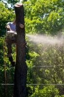 Franks Stump Grinding and Tree Service image 3